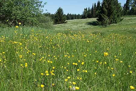 Bergwiesen in voller Blüte